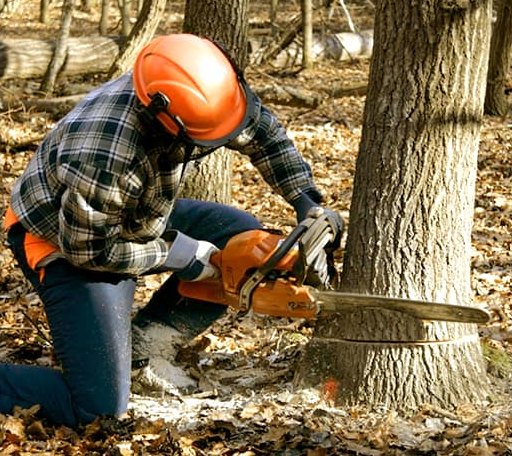 Tree Removal in Gause, TX